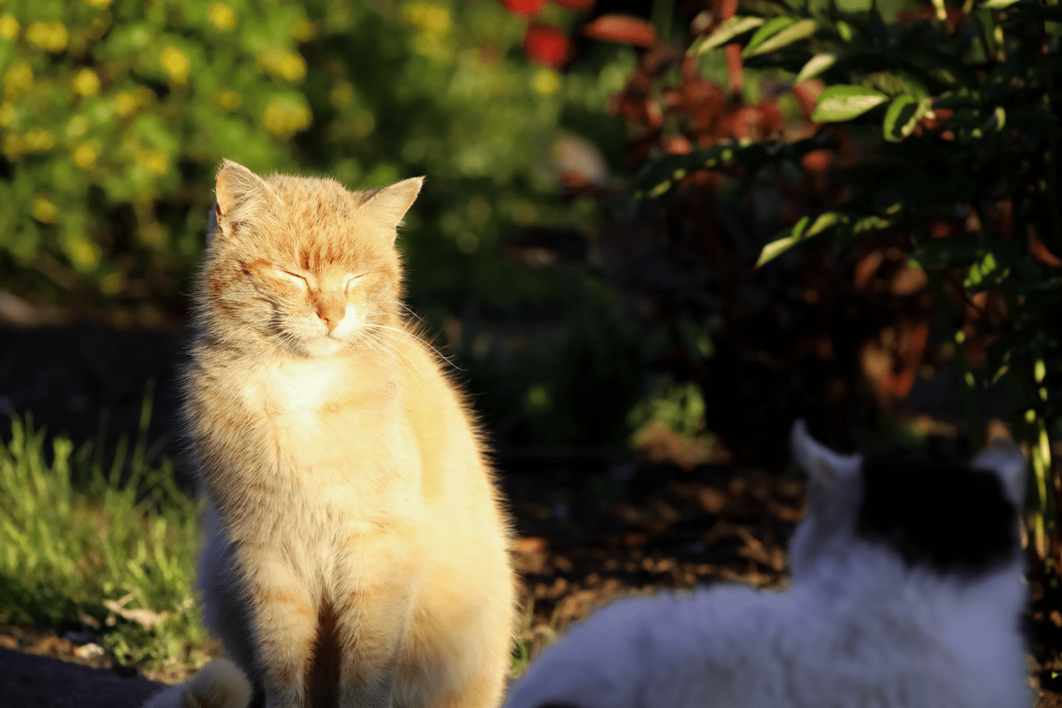Fungal Diseases in Cats: Symptoms & Safe Home Care