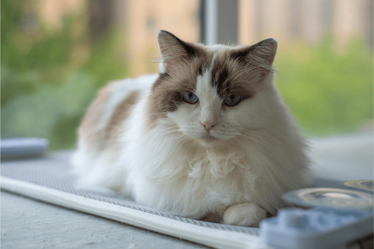 Ragdoll Cats: Natural Care Guide For Gentle Giants