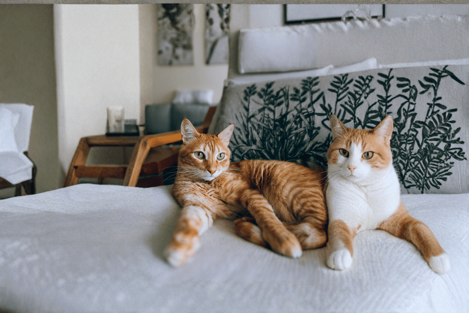 Safe Fruits For Cats: Complete Natural Treat Guide