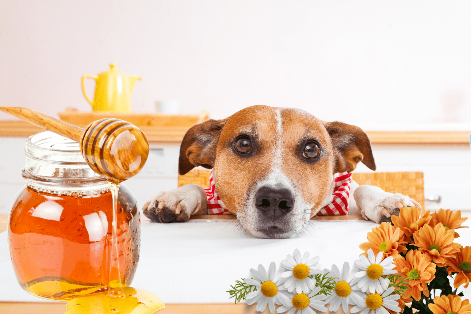 Dogs Eating Honey: Natural Pet Parents Safety Guide