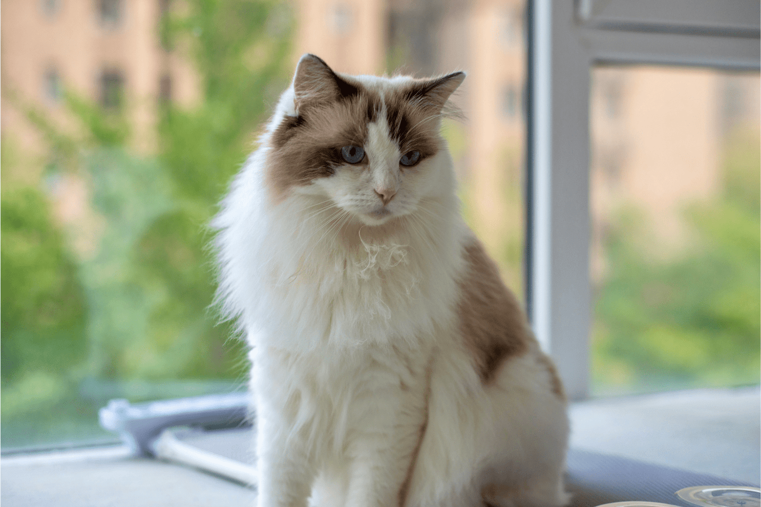 What Cat Food Is Best for Indoor Cats? (2025 Guide)