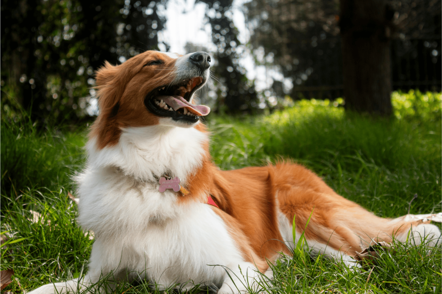 Best Dog Food for Cushings Disease: Natural Support