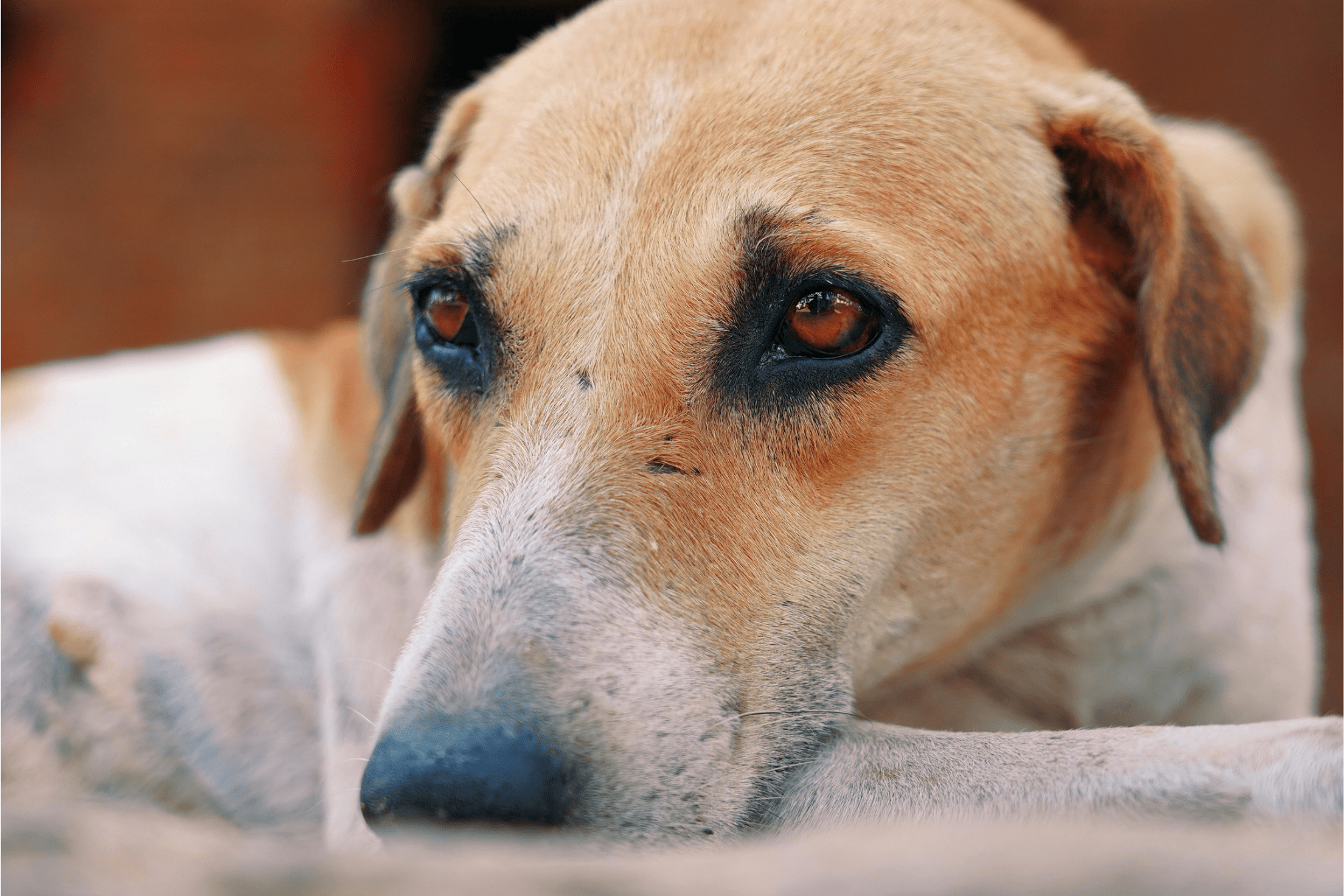Dogs Eyes Infected: Spot Signs & Soothe Naturally