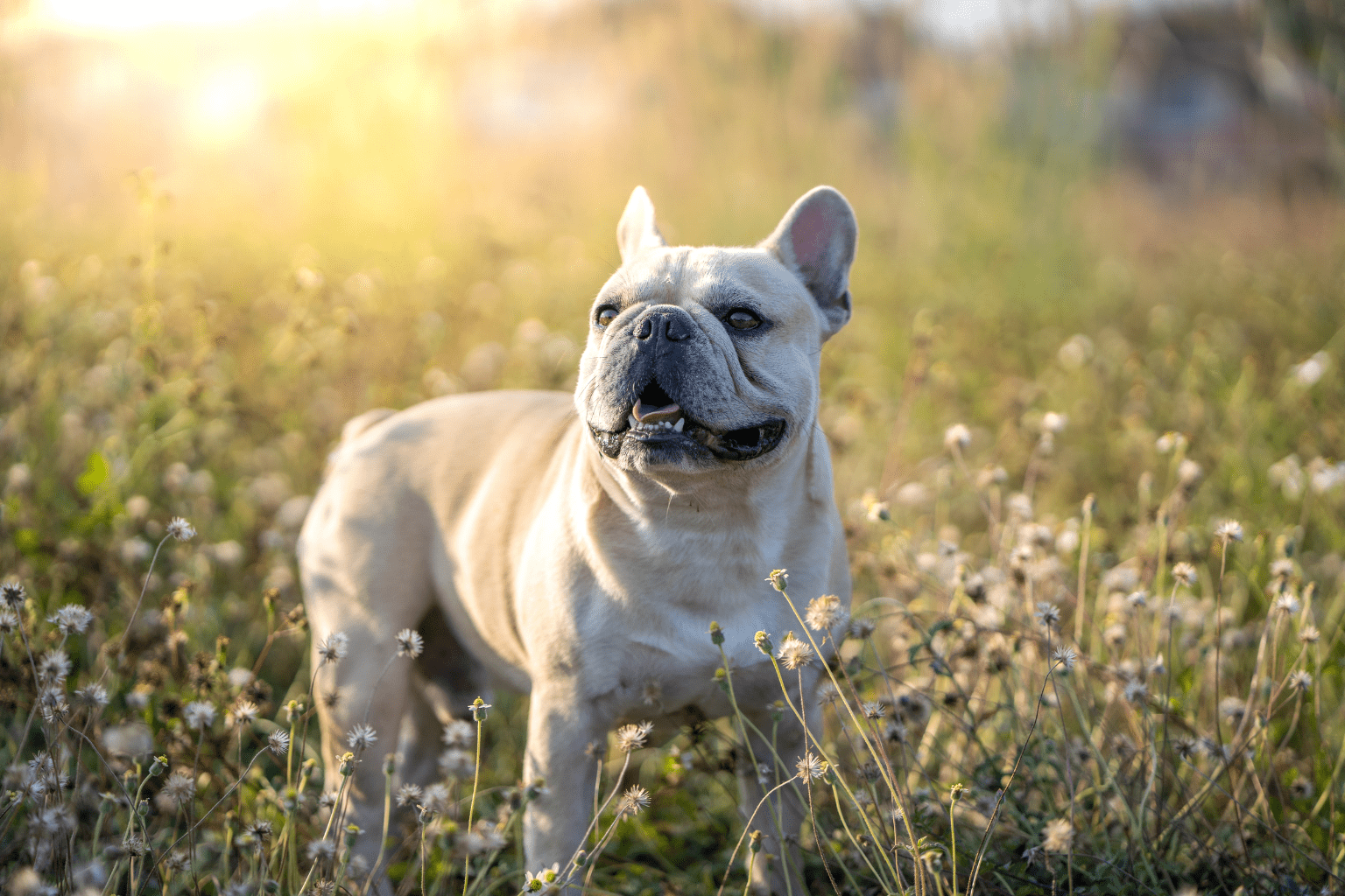 Lower Cortisol in Dogs—Natural Paths to Calm
