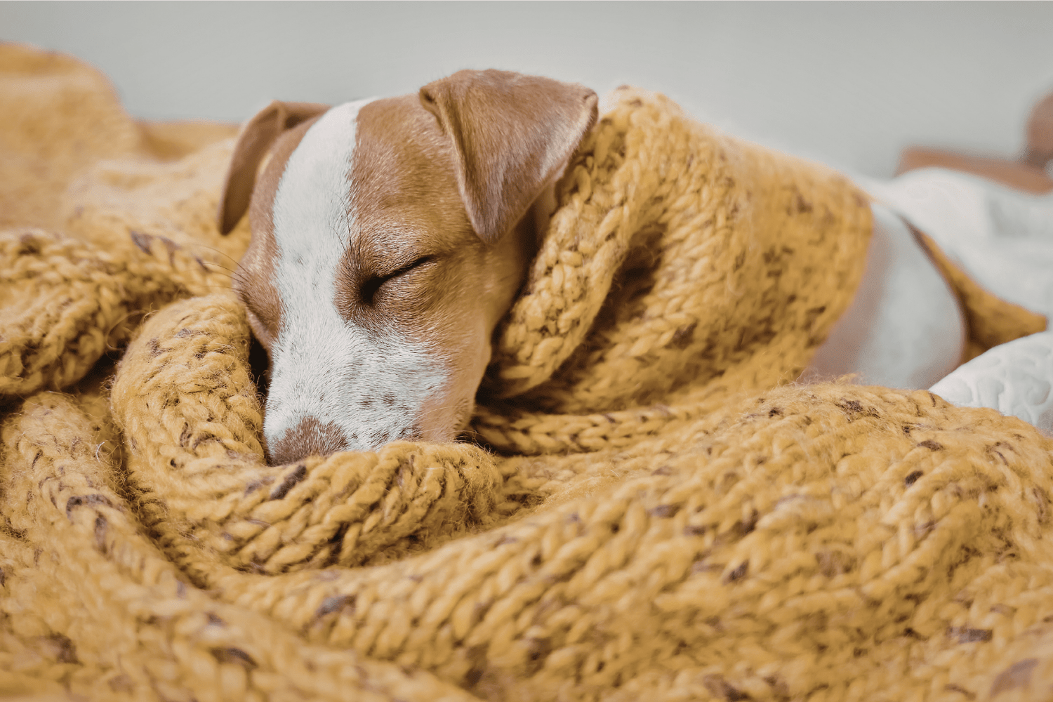 Melatonin for Dogs: Safe Dosing & Natural Alternatives