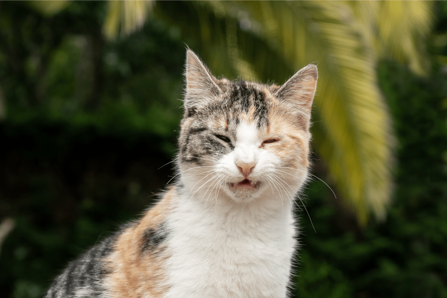 Wellness CORE Cat Food Review: Complete Guide