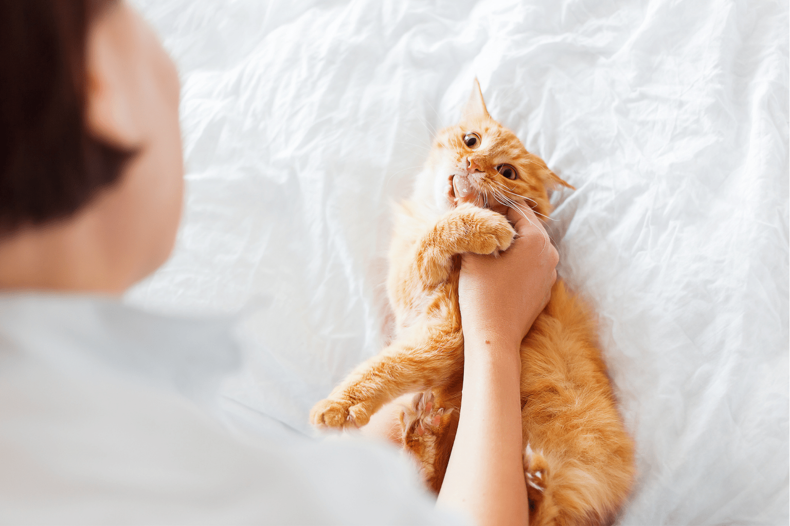 Cat Touching: The Art & Science of Bonding Naturally