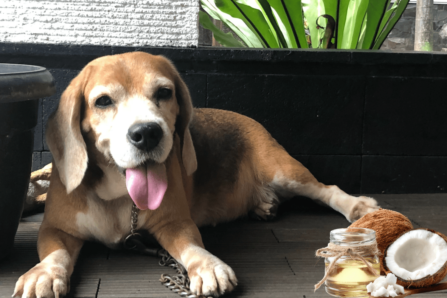 Dogs and Coconut Oil: When It Helps vs. Hurts