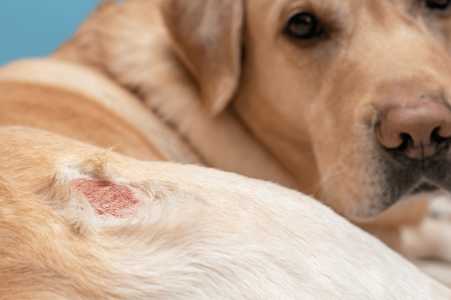 Natural Hot Spot Treatment For Dogs That Actually Works