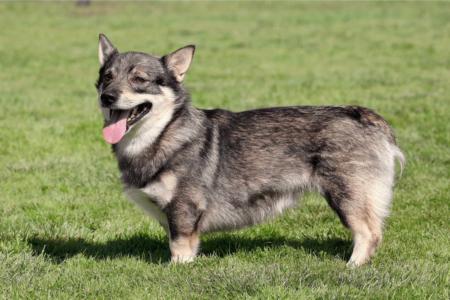 Swedish Vallhund Dog Care: Gentle Health Tips