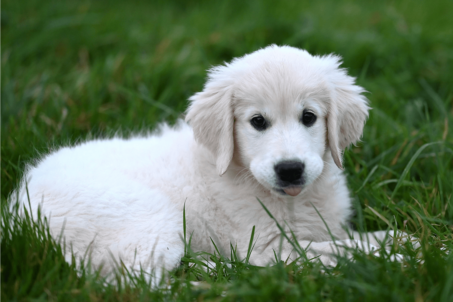 Dog Sensitivity: Expert Care Tips for Sensitive Pups