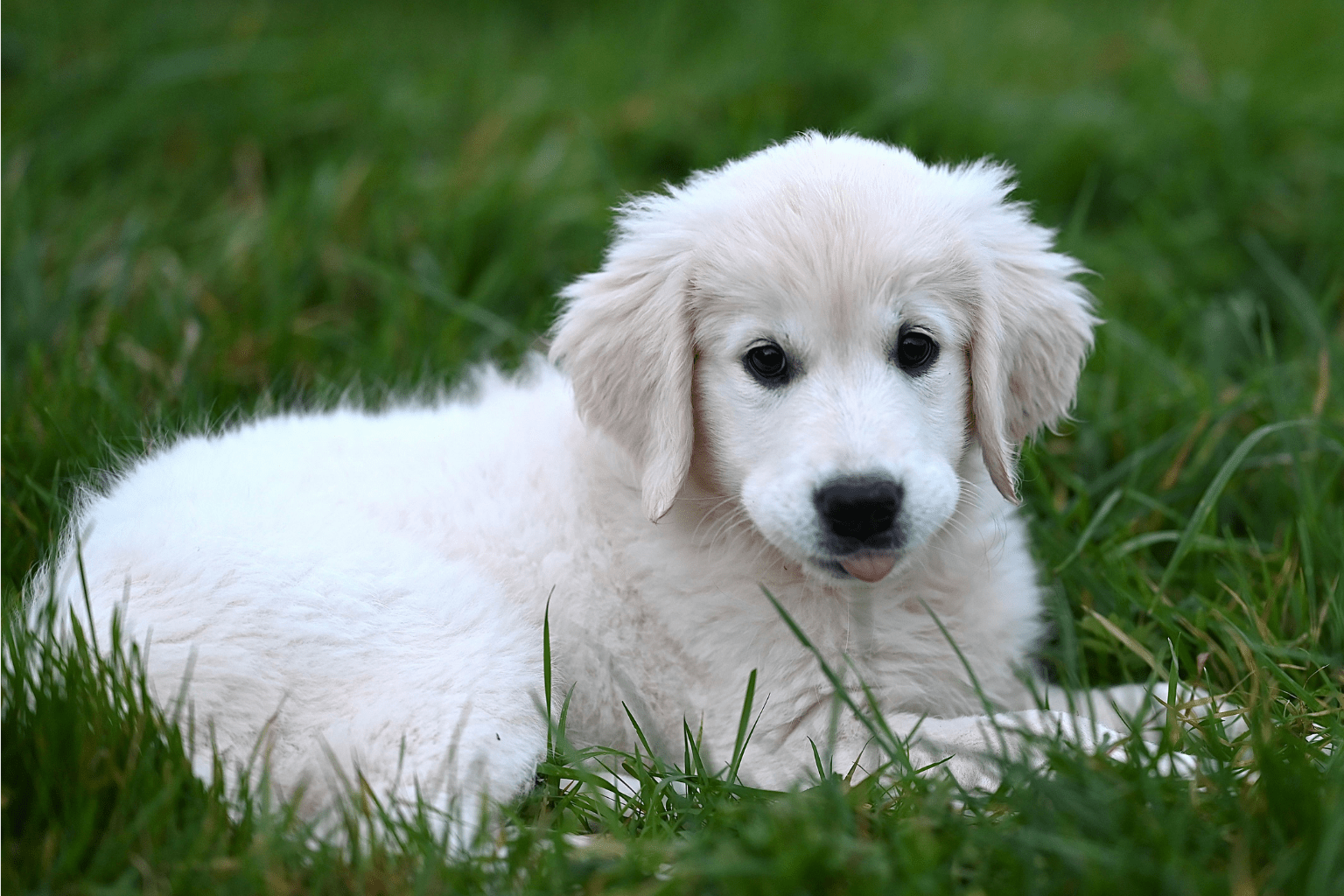 Dog Sensitivity: Expert Care Tips for Sensitive Pups