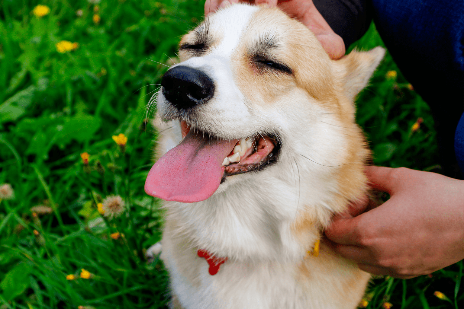 Dogs and Yeast Infections: Gentle Healing Solutions