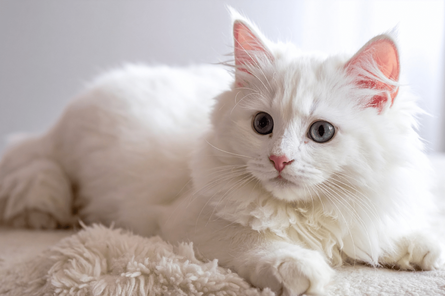 Cat Dandruff Treatment: Gentle, Natural Remedies That Work