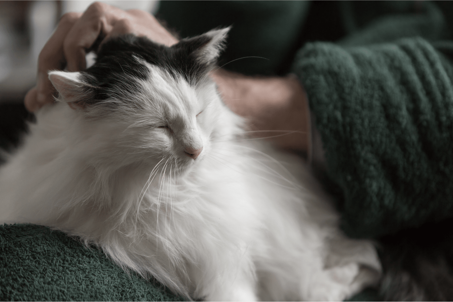 Cat for Seniors: Essential Health & Comfort Guide