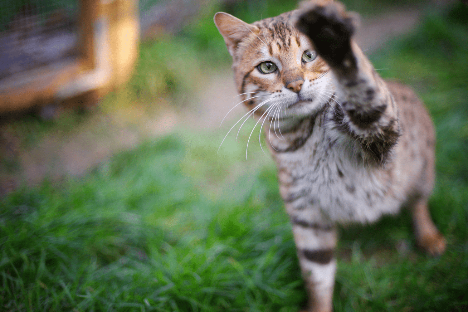Tabby cat raising its paw while standing on green grass