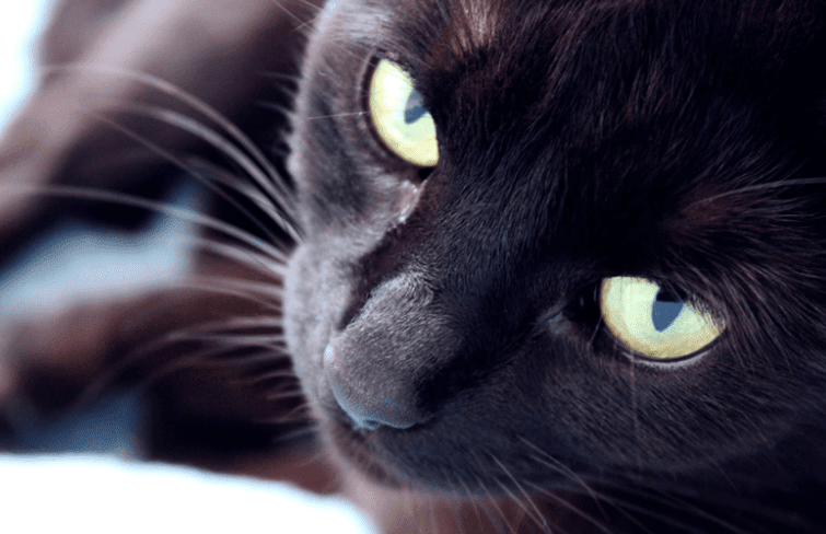 Close up of the yellow green eyes of a black cat lying down