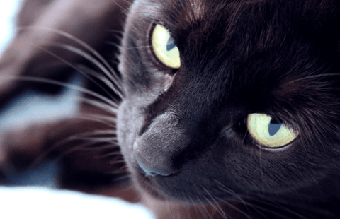 Eye Infections in Cats