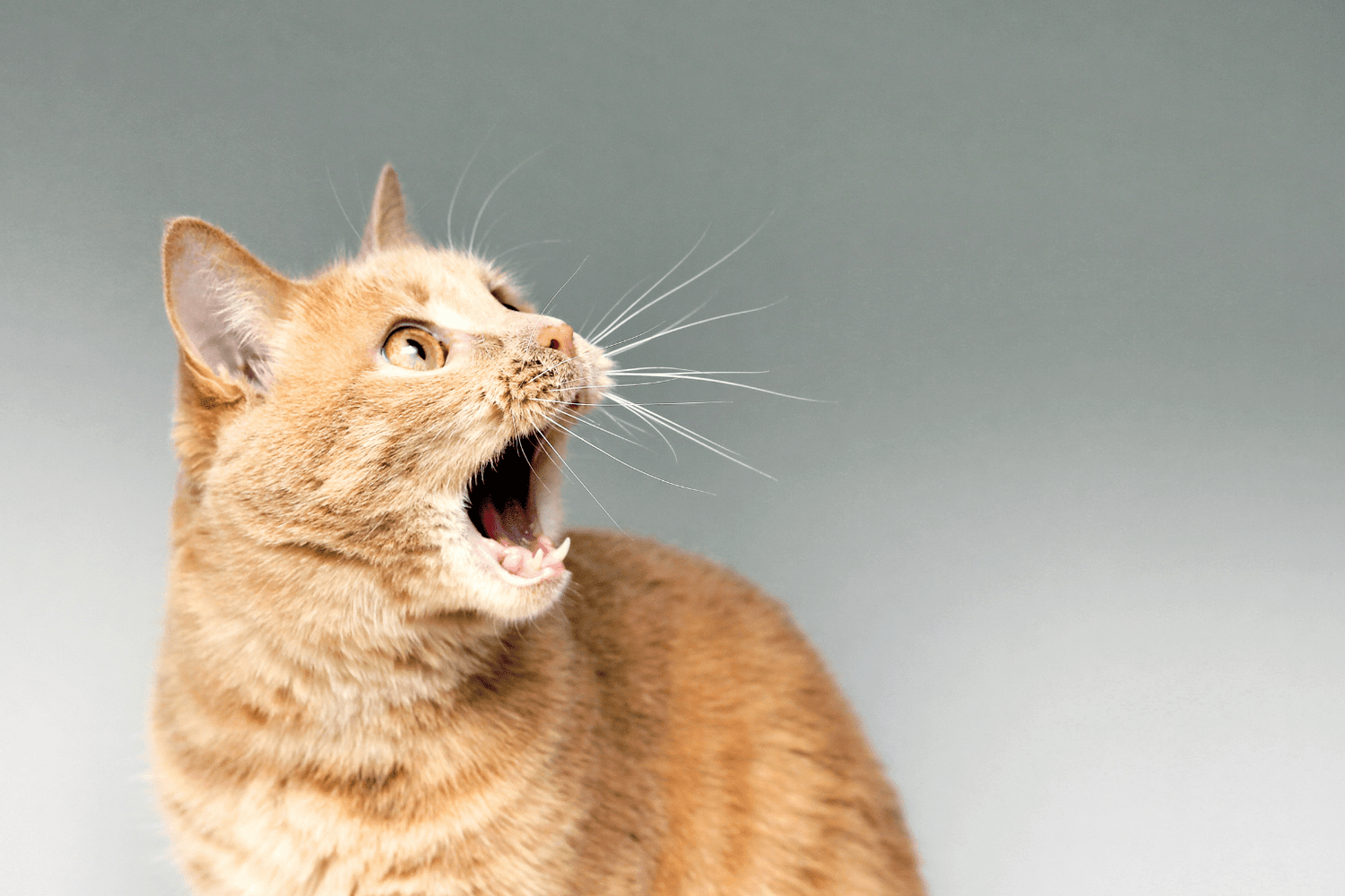 Orange cat with mouth wide open showing teeth against a grey background
