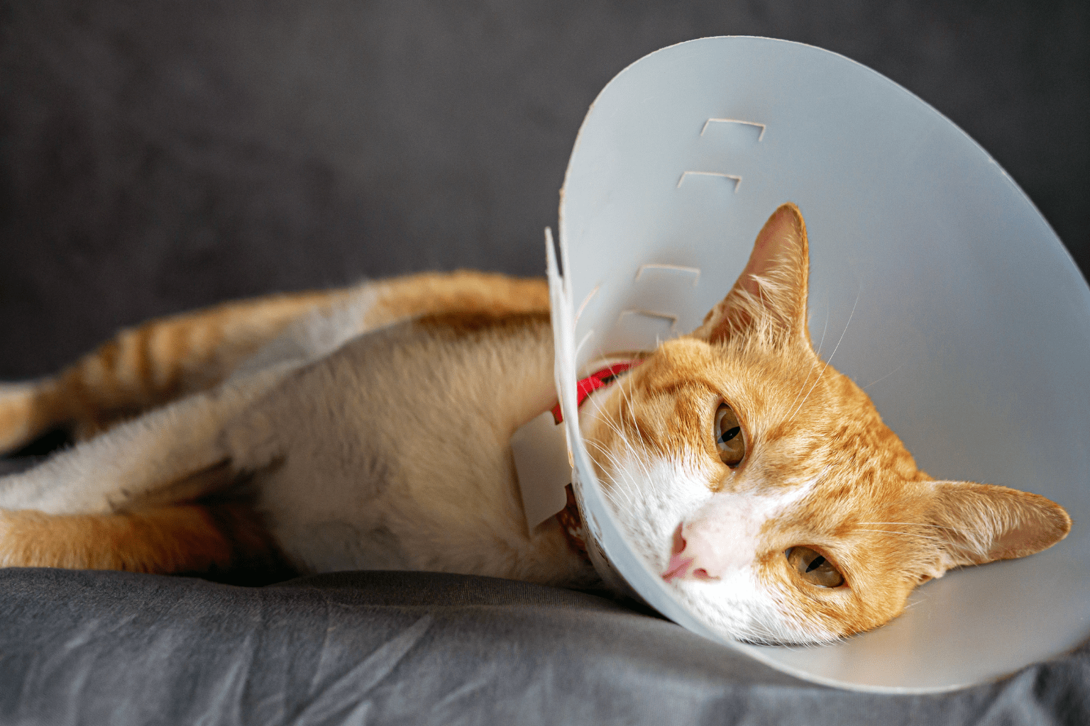 Orange and white cat resting with a cone around its neck