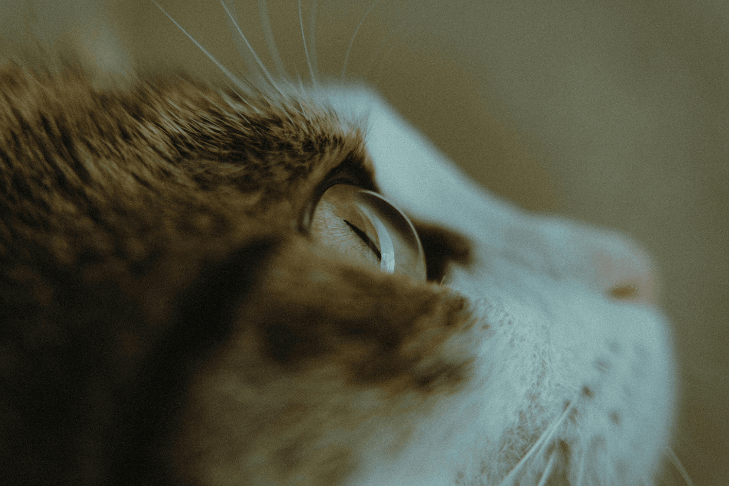 Close-up of a cat’s green eye in soft focus