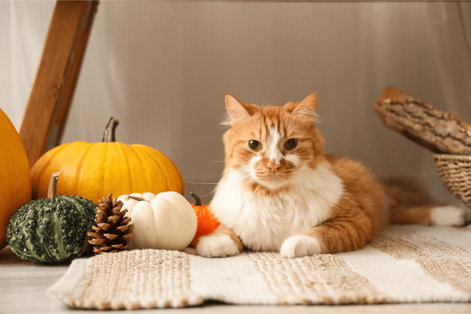 Pumpkin for Cat Diarrhea: Gentle Digestive Care