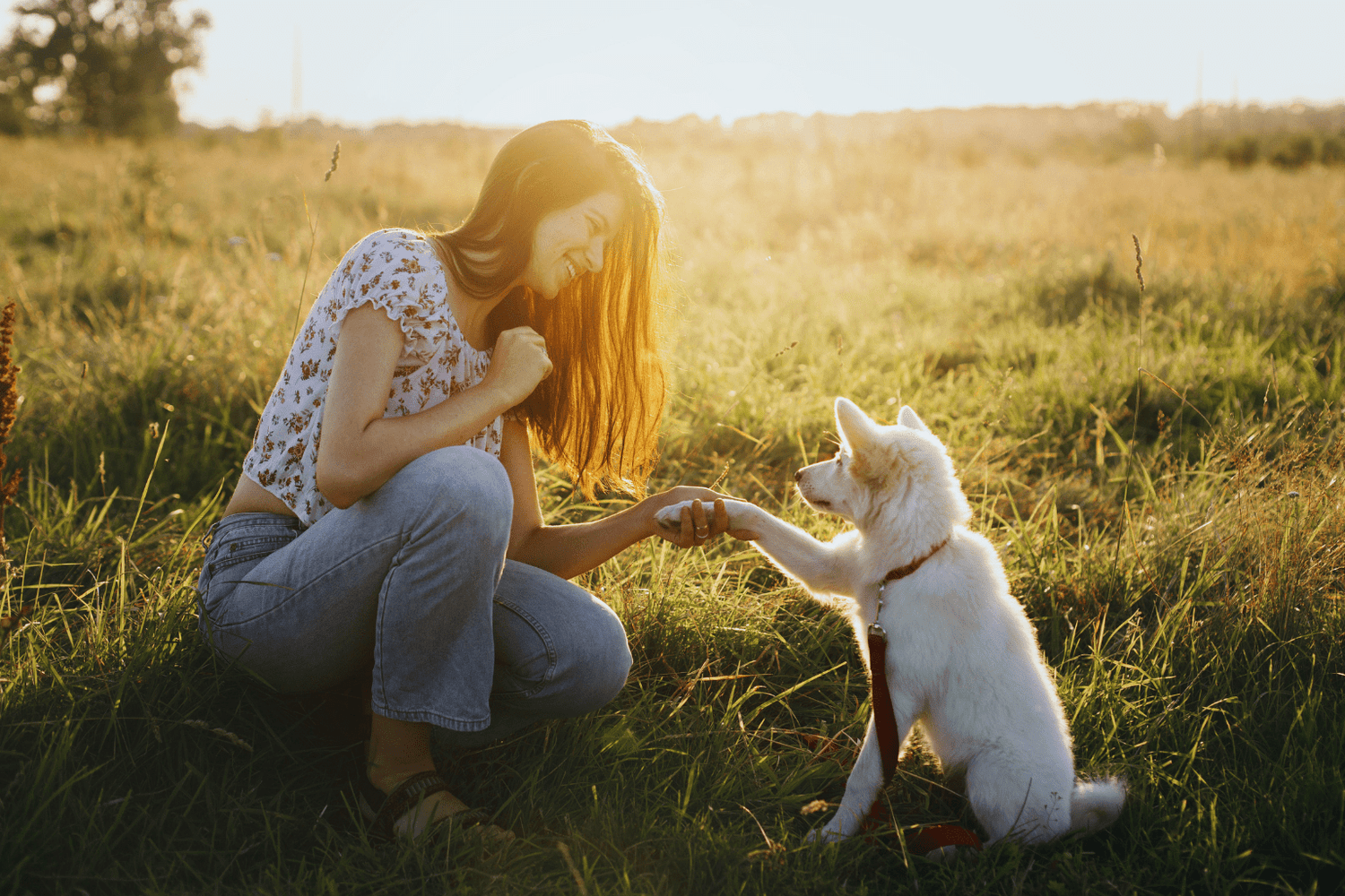 Why Are Dogs So Loyal? Heart & Science Explained