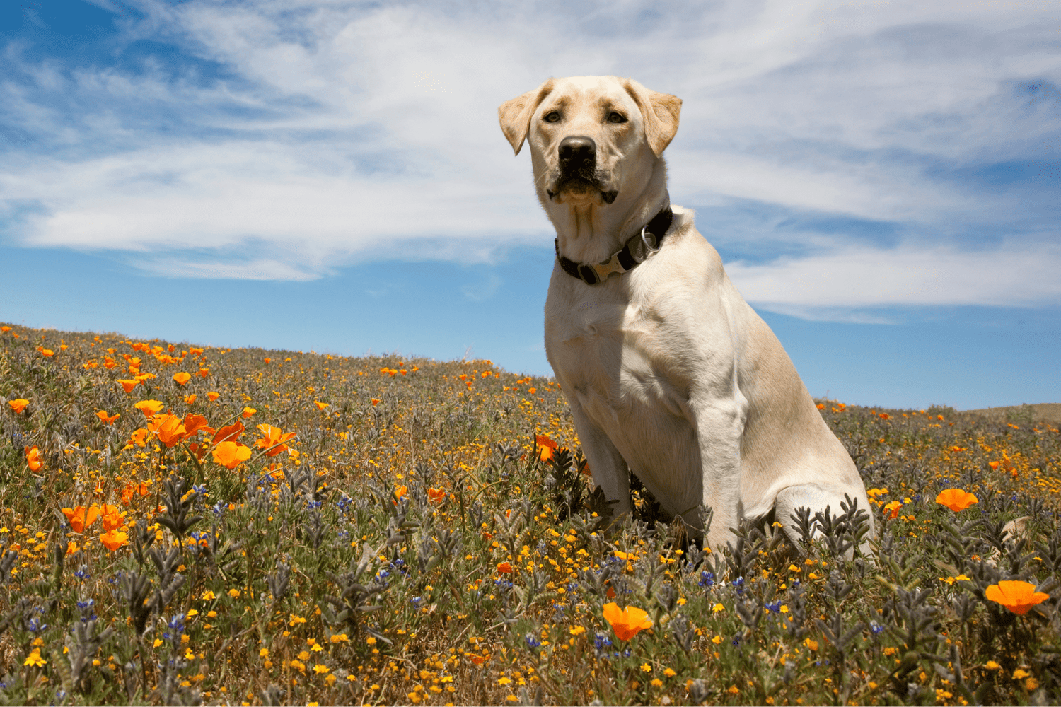 Green for Dog: Natural Wellness Guide for Pet Parents