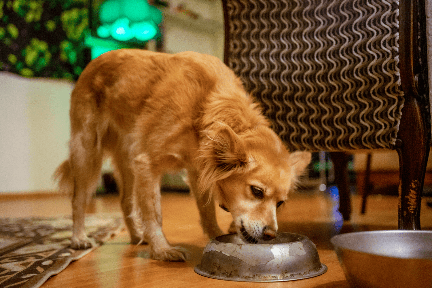 Best Grains For Dogs: Top 5 Healthy Choices