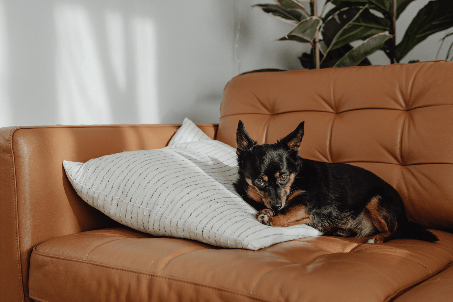 Peaceful Dog: How to Nurture a Calm, Happy Canine