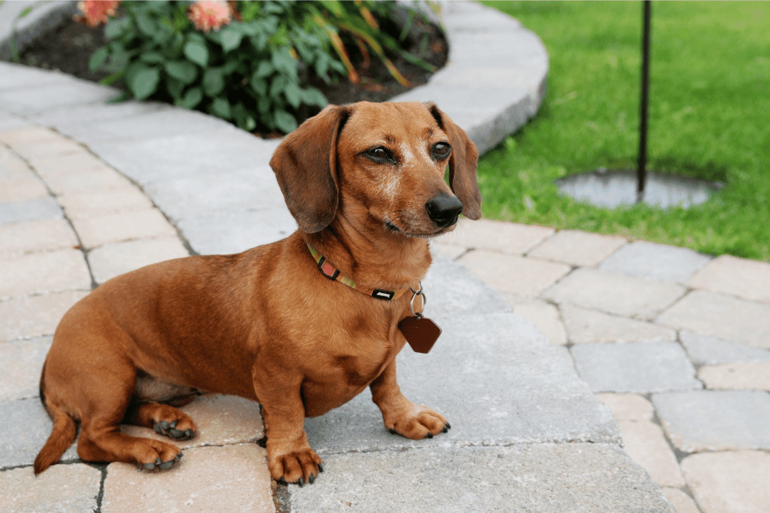 Lonely Dogs? Proven Solutions for Happier Pets