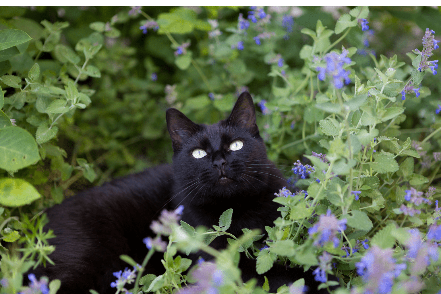 Cat Crack: Natural Joy or Just Hype? The Truth