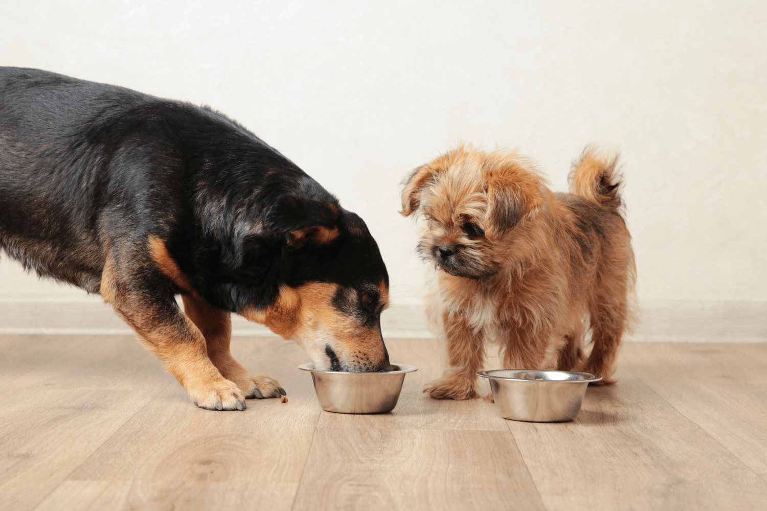 Dog Food Ingredients: Essential Guide for Pet Parents