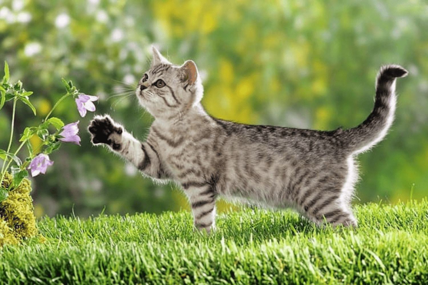 Cat Trouble Breathing: Your Natural Care Plan