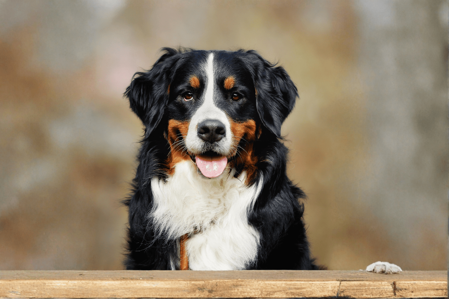 Vestibular Syndrome In Dogs Treatment: Natural Care Guide
