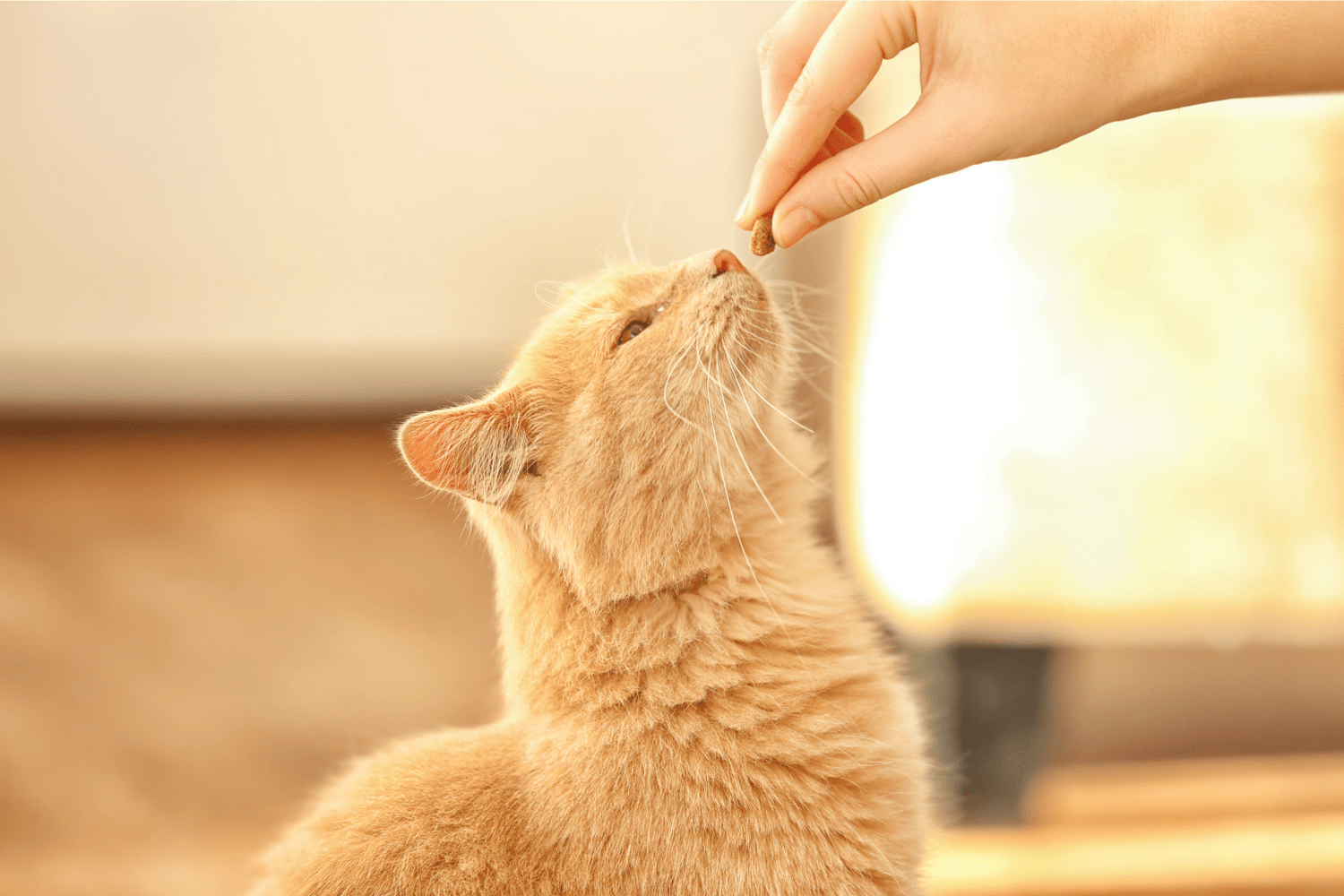 Feeding the Cat — Real Solutions for Every Age