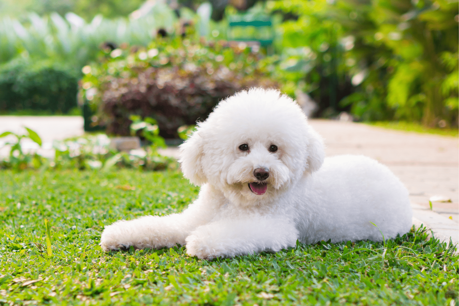 Affiliate Program Pets: Ultimate 2025 Guide