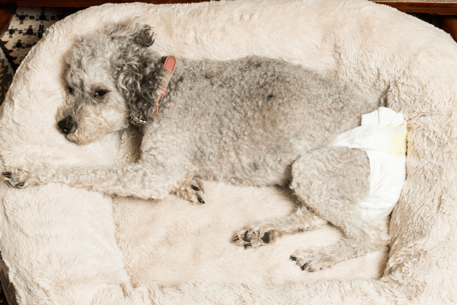 Best Dog Diapers: Complete 2025 Pet Parent Guide