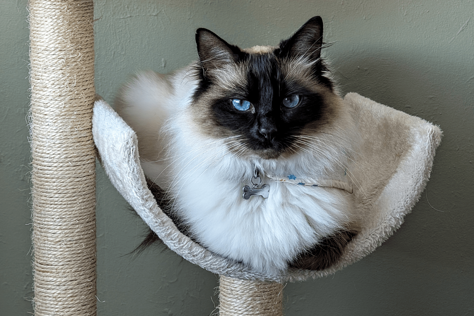 Is Wellness Good Cat Food? A Pet Parents Guide