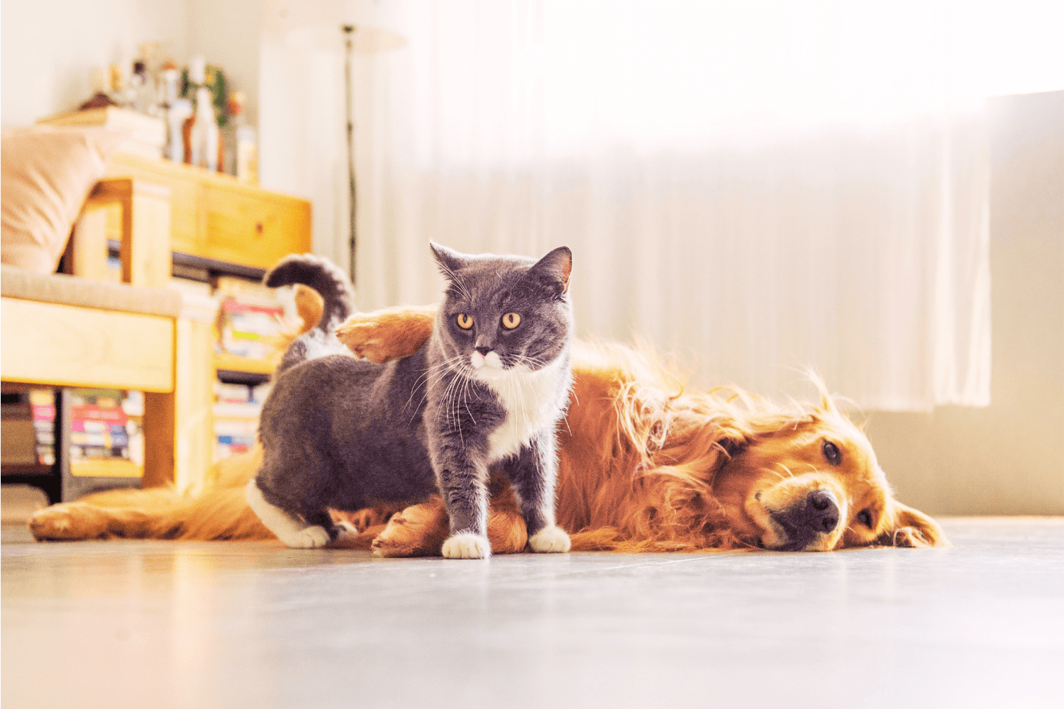 Honest Pet Care: Transparent, Natural Health Solutions