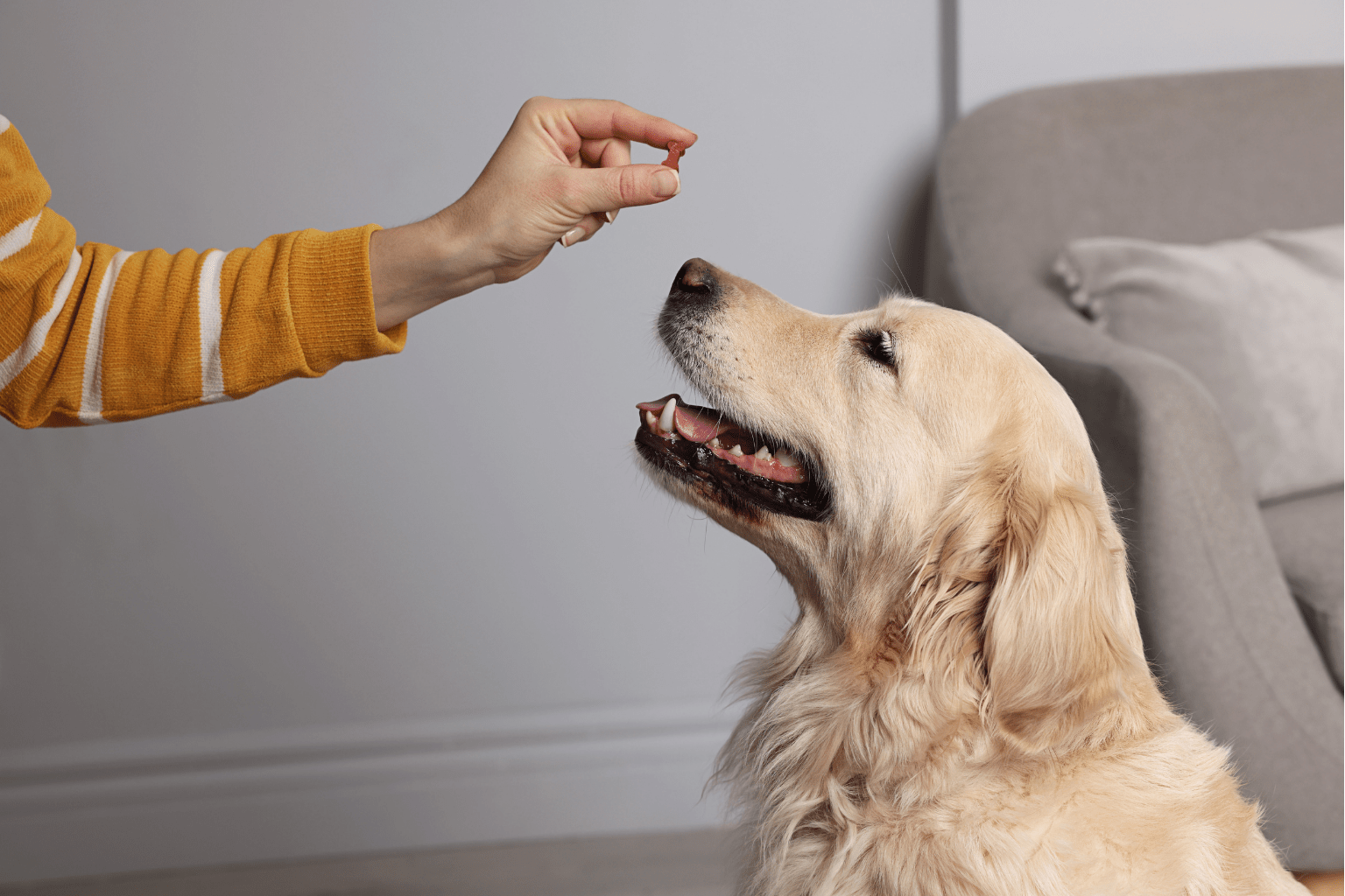 Dog Wont Take Pill With Food? Gentle Natural Solutions