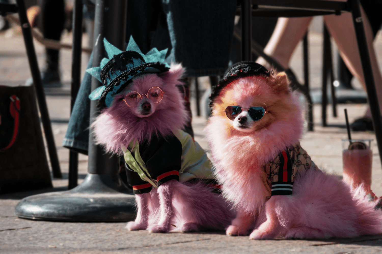 Dog Parade Success: From Anxiety to Joyful Walking