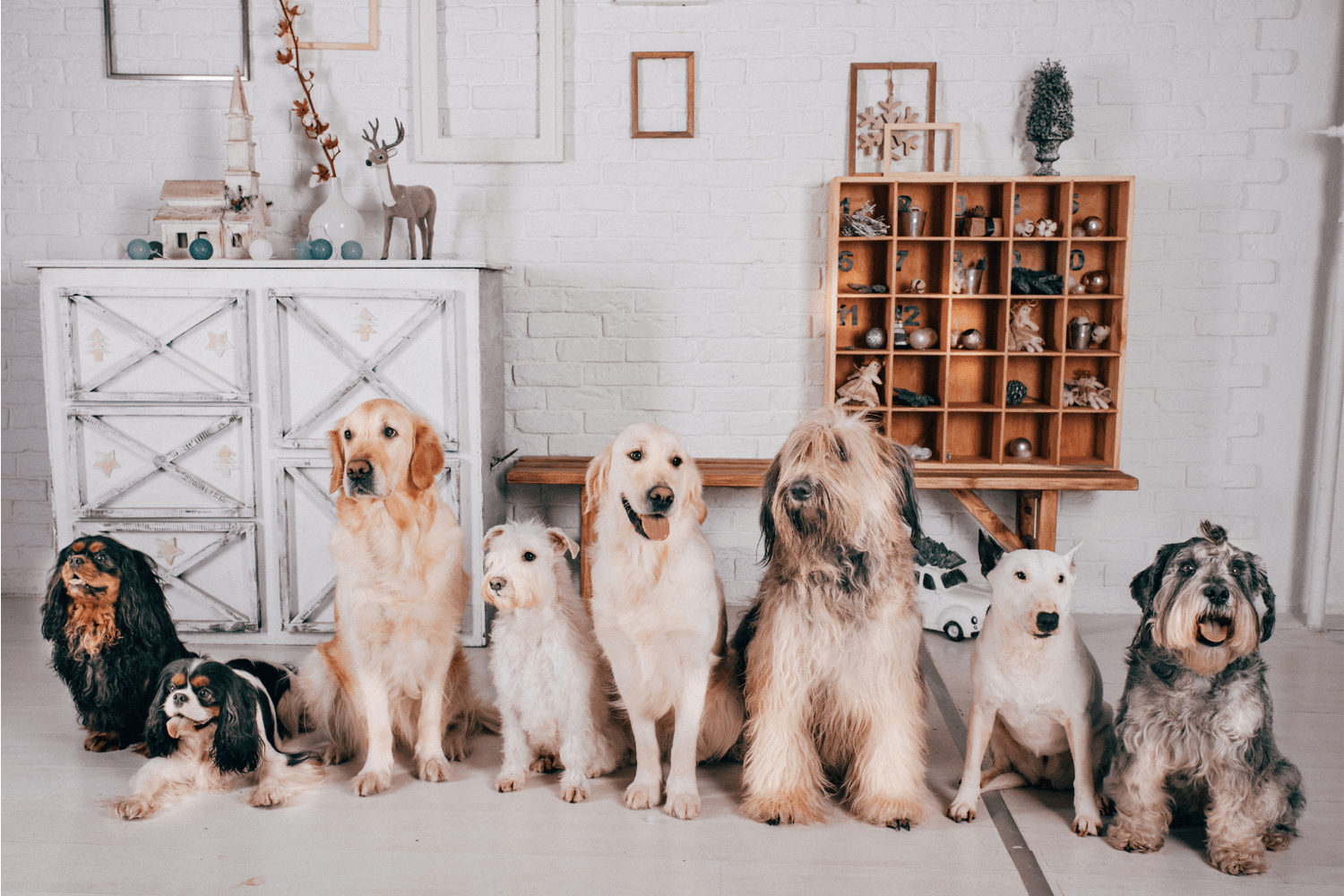 Multiple Dogs: Real Strategies for Happy Packs