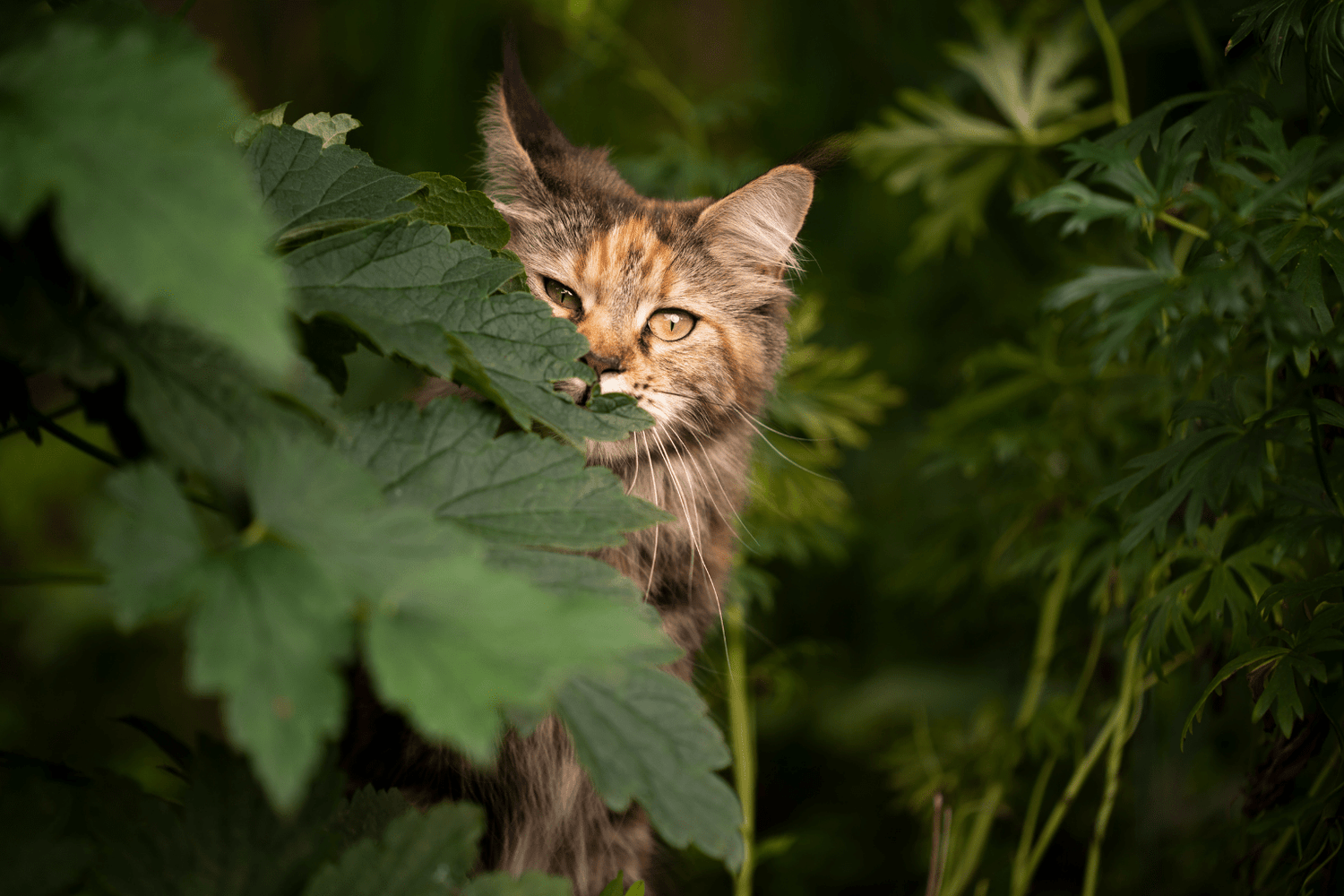 Why Cats Chew & How to Help With Natural Remedies