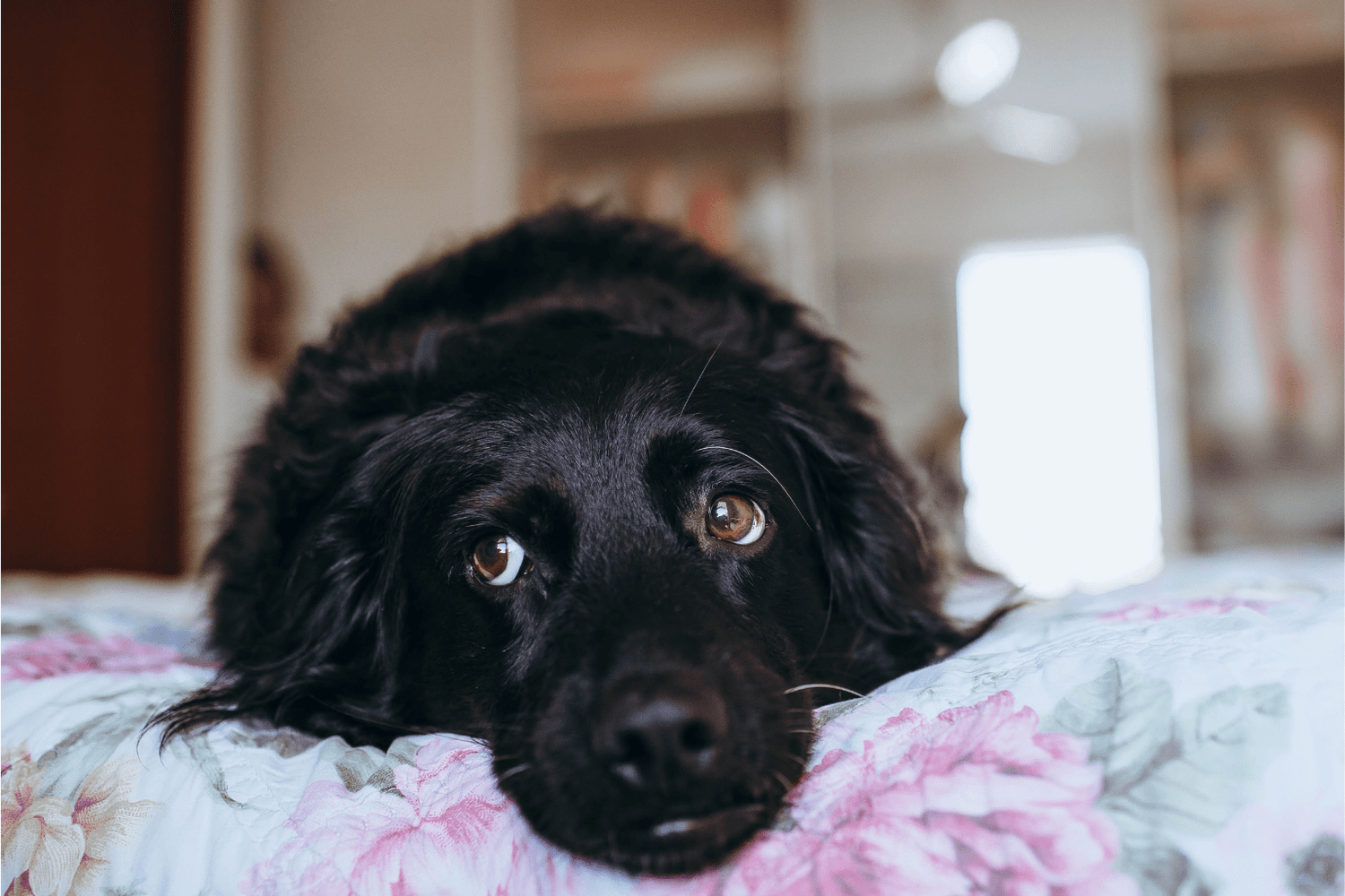 Pet Experts Guide: Natural Wellness for Your Pet