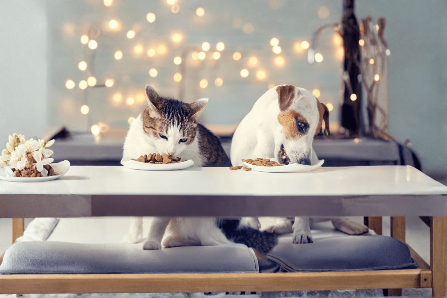Cat Food vs Dog Food: What Pet Parents Need to Know