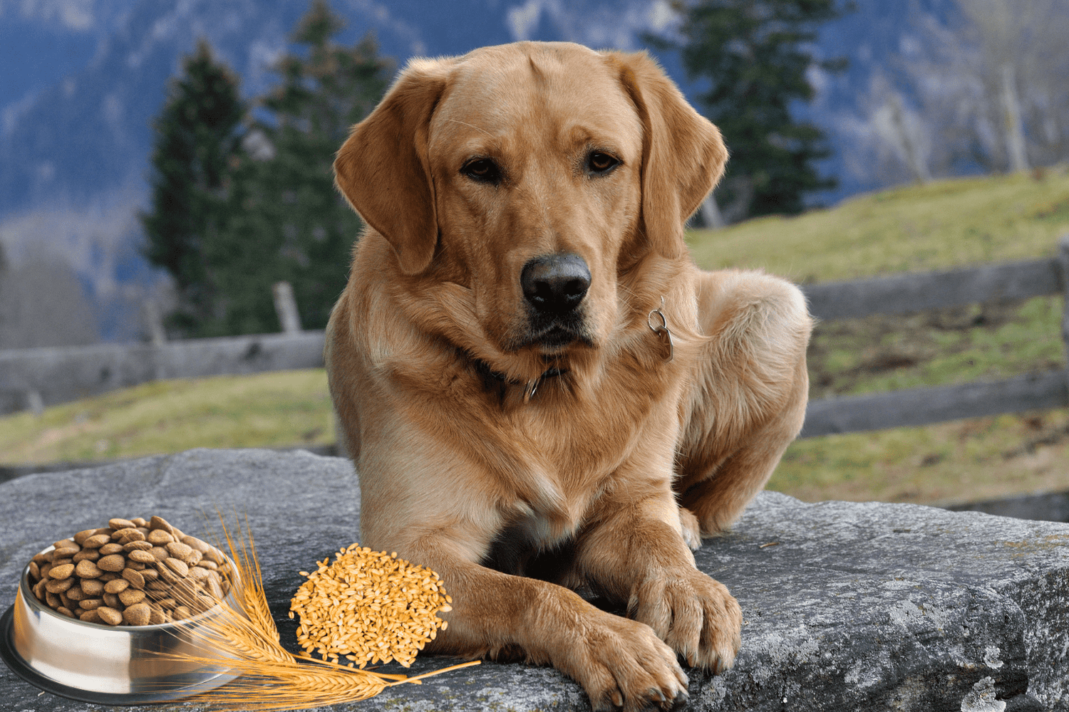 Grains in Dog Food: Natural Pet Parents Guide