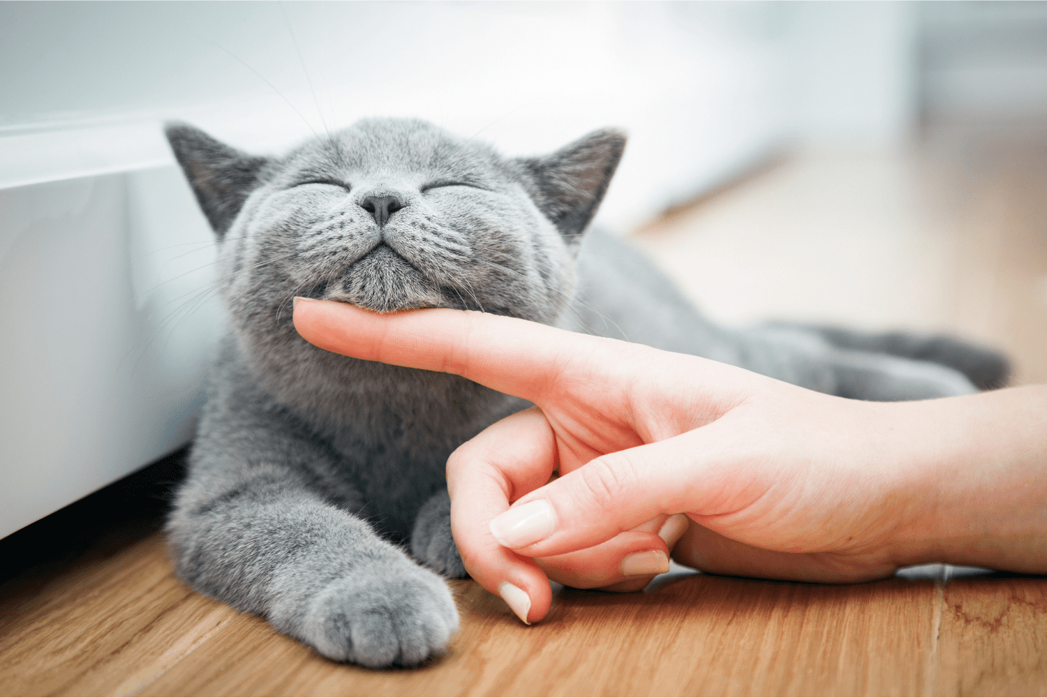 Best Dental Treats For Cats: Expert Picks & Tips