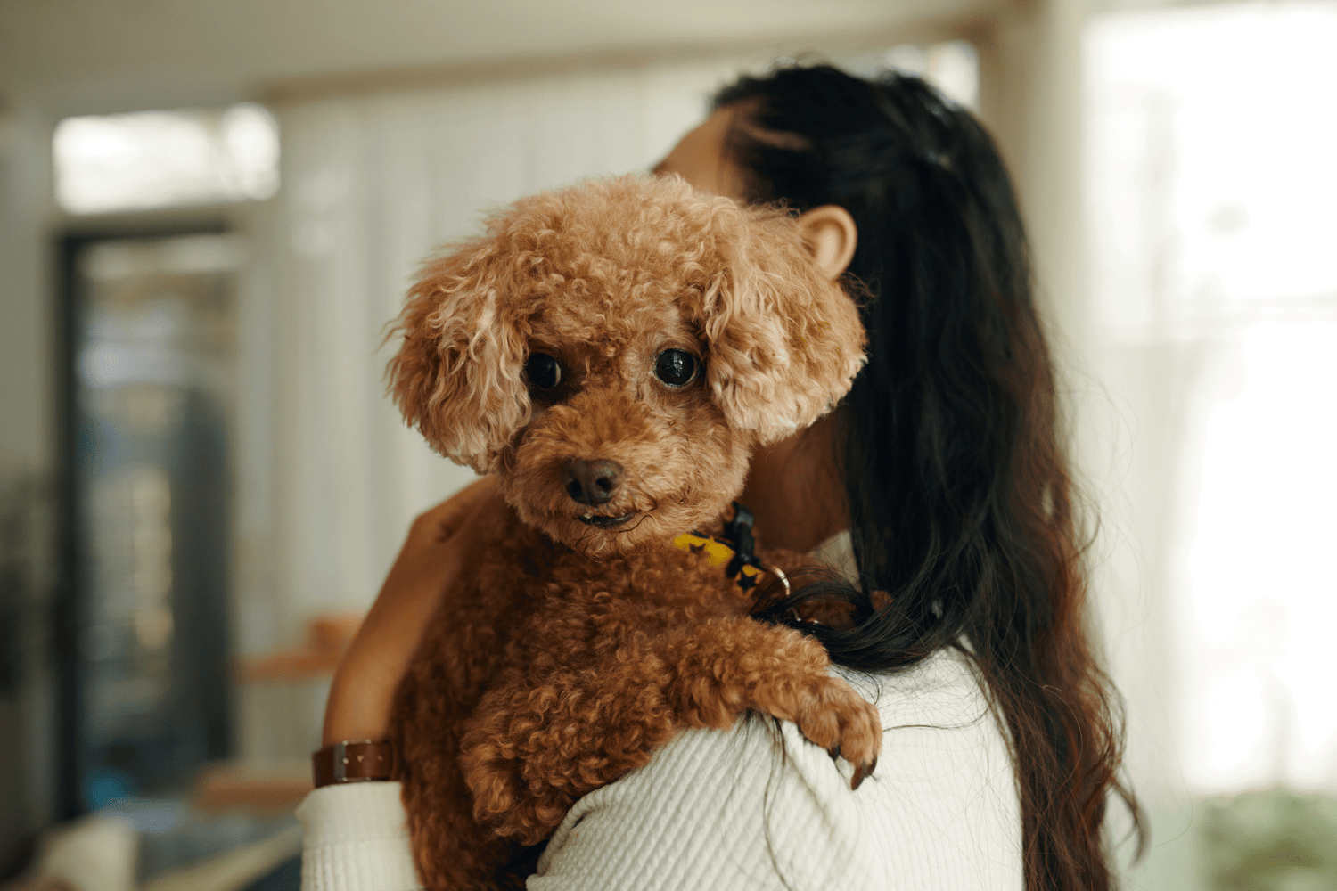 Brown poodle being carried by a woman