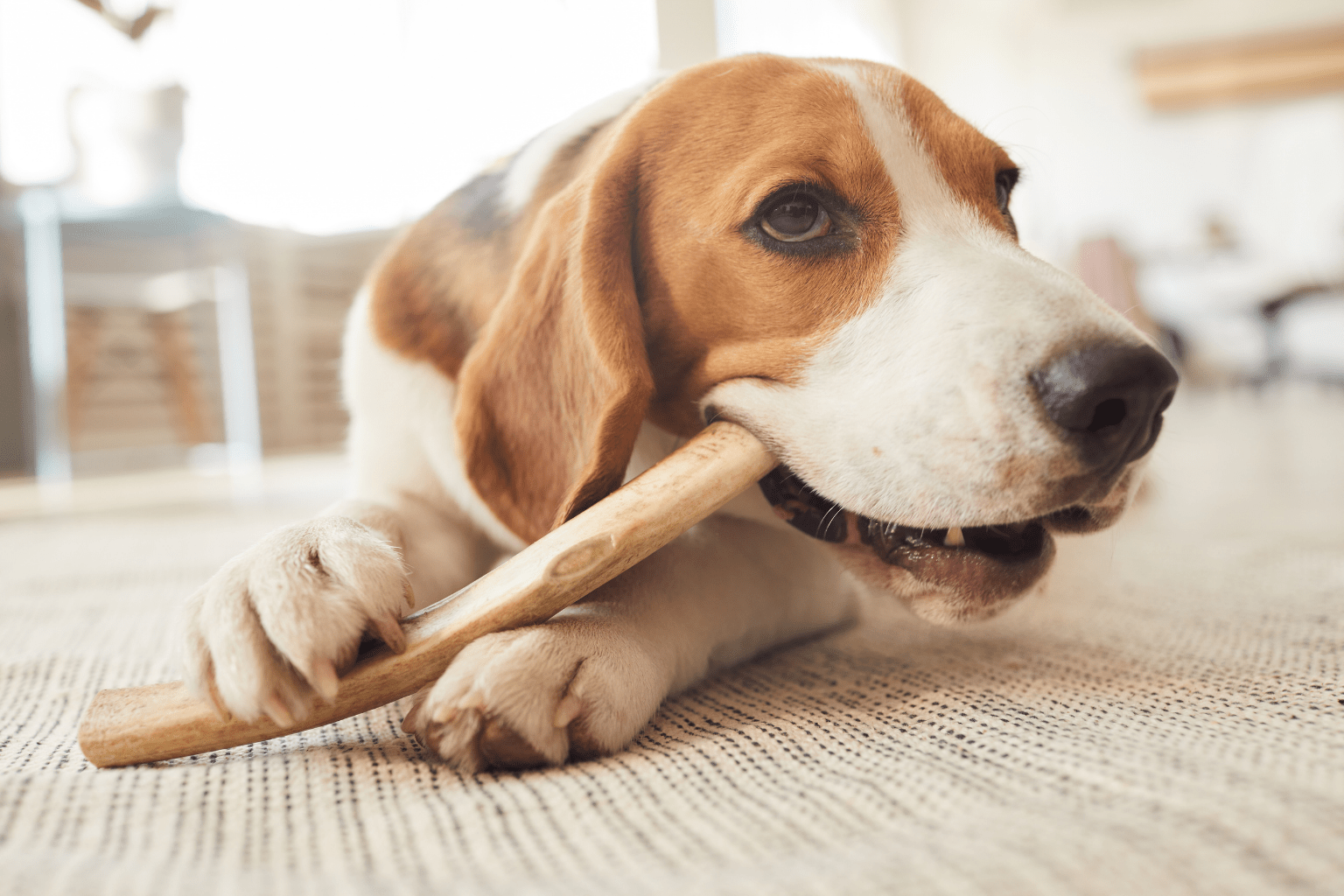 Dog chewing on a wooden stick
